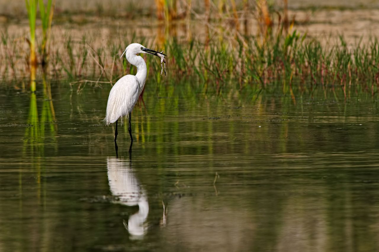 Garzetta (Egretta garzetta)